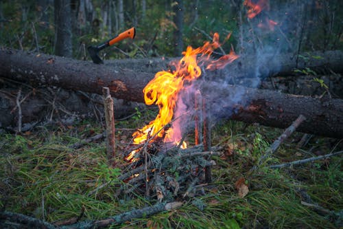 Gratis arkivbilde med bagasjerom, bål, bark