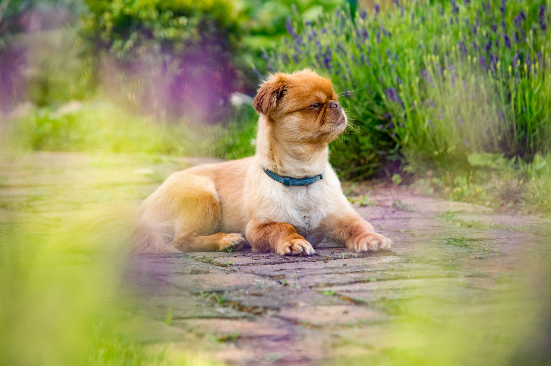 Best Flea Collar Under 15 2026: Top Picks Ranked