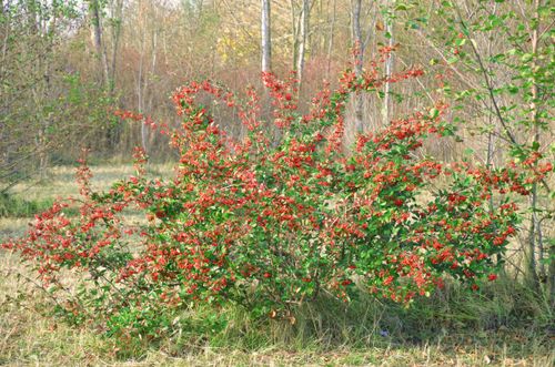 Free A vibrant red berried bush amidst a tranquil autumn forest scene. Stock Photo