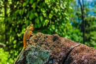 Orange and Green Bearded Dragon on Brown Rock