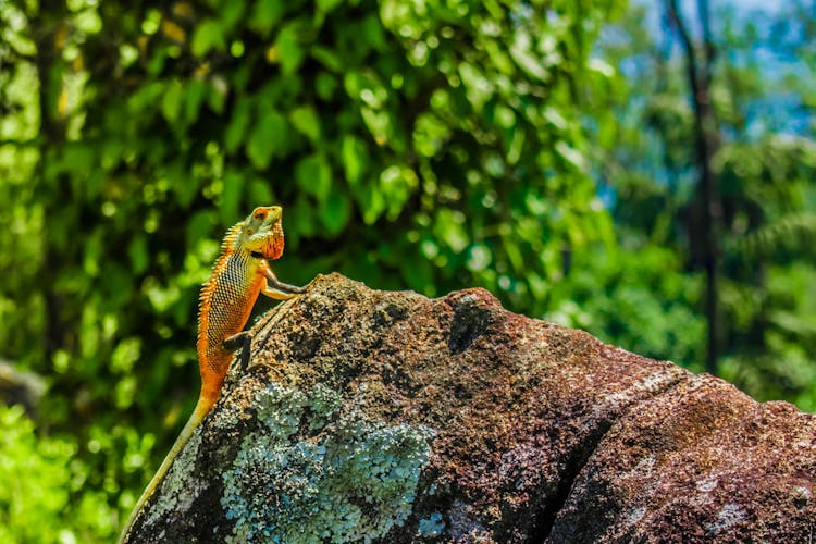 An Oriental Garden Lizard On A Rock