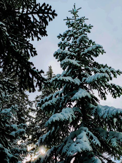 コールド, 冬, 凍結の無料の写真素材