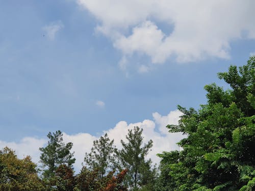 Foto d'estoc gratuïta de fons de l'arbre, per sobre dels núvols