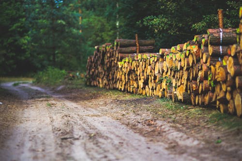 Free The road through the forest Stock Photo