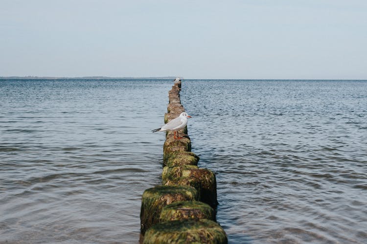 Seagull Sitting On Narrow Footpath In Sea