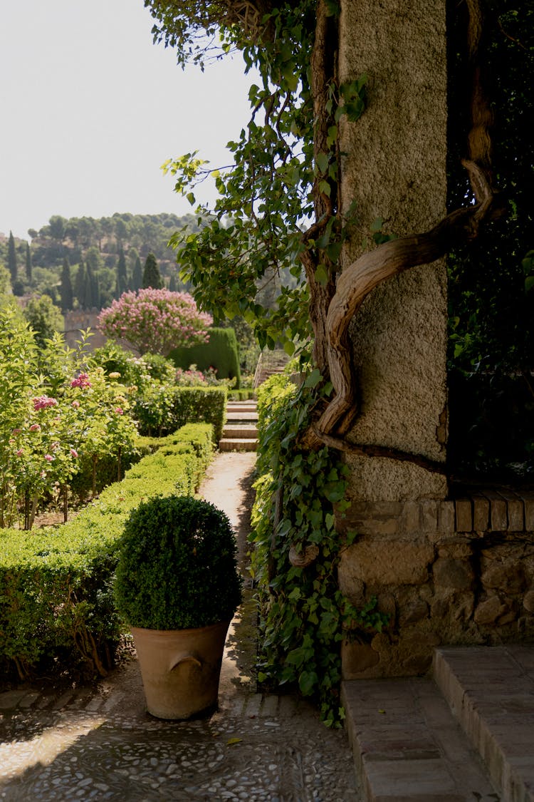 Green Plants In A Garden  