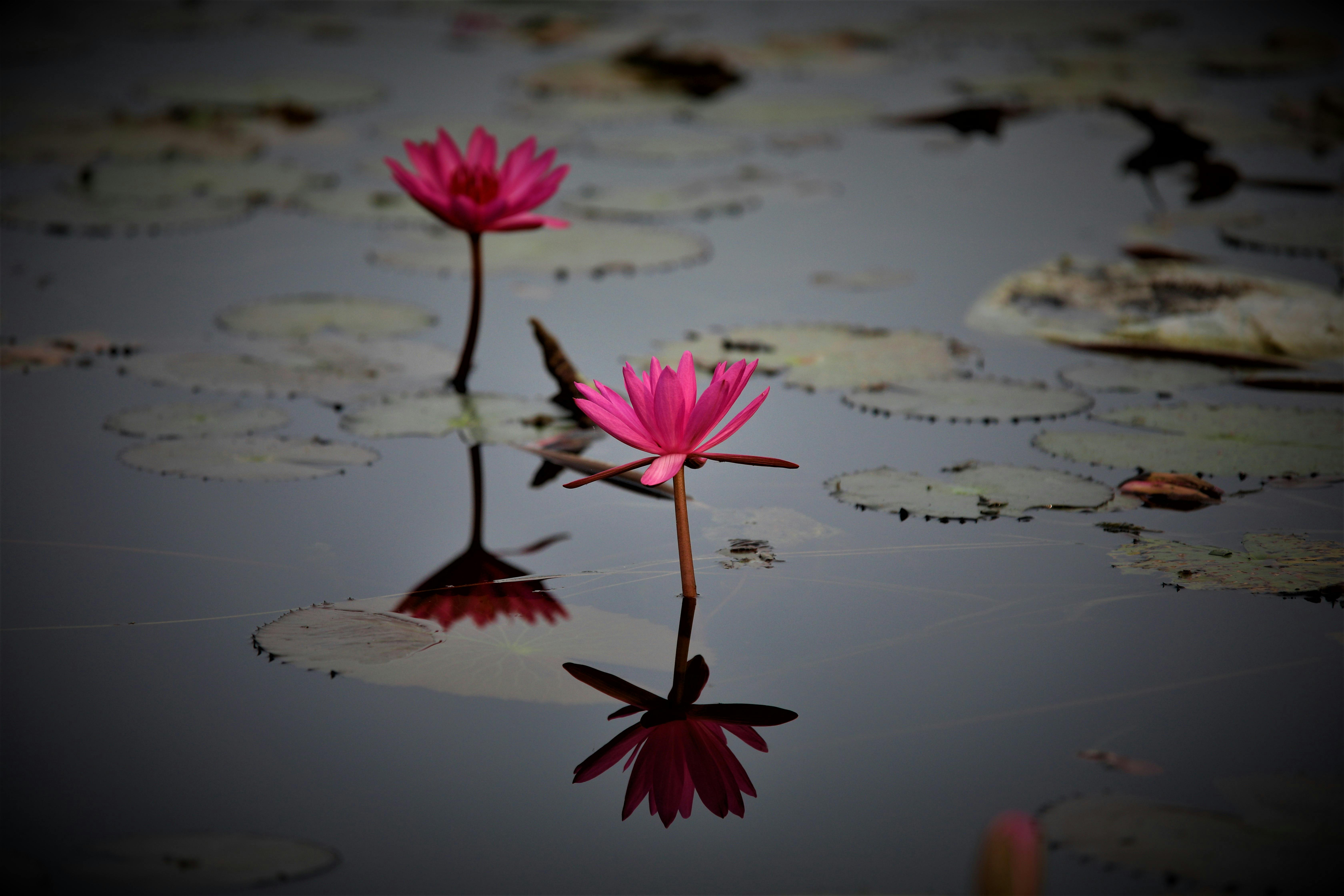 Flowers In Water Desktop Wallpaper Photos, Download The BEST Free
