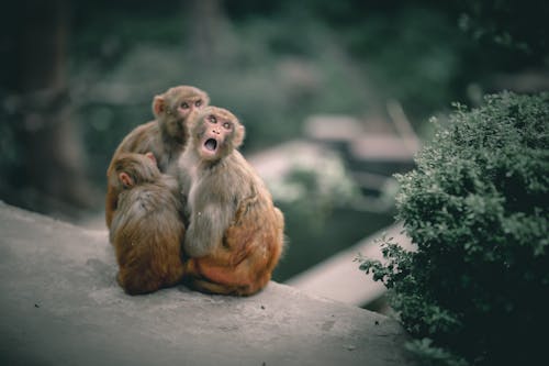 Monkey family resting against shrub in zoo
