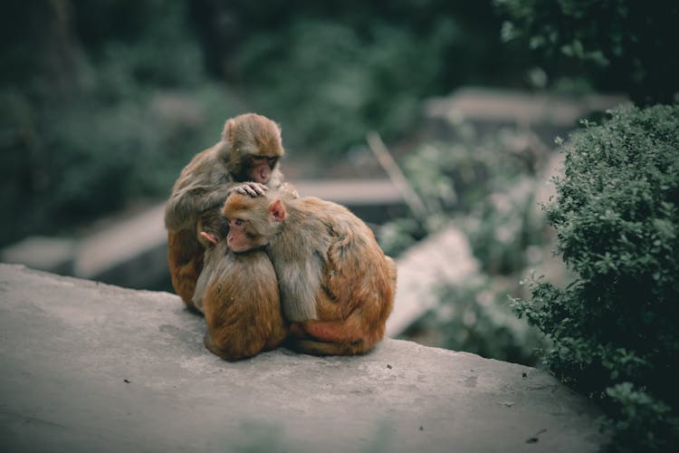 Family Of Monkeys Resting In Zoological Garden