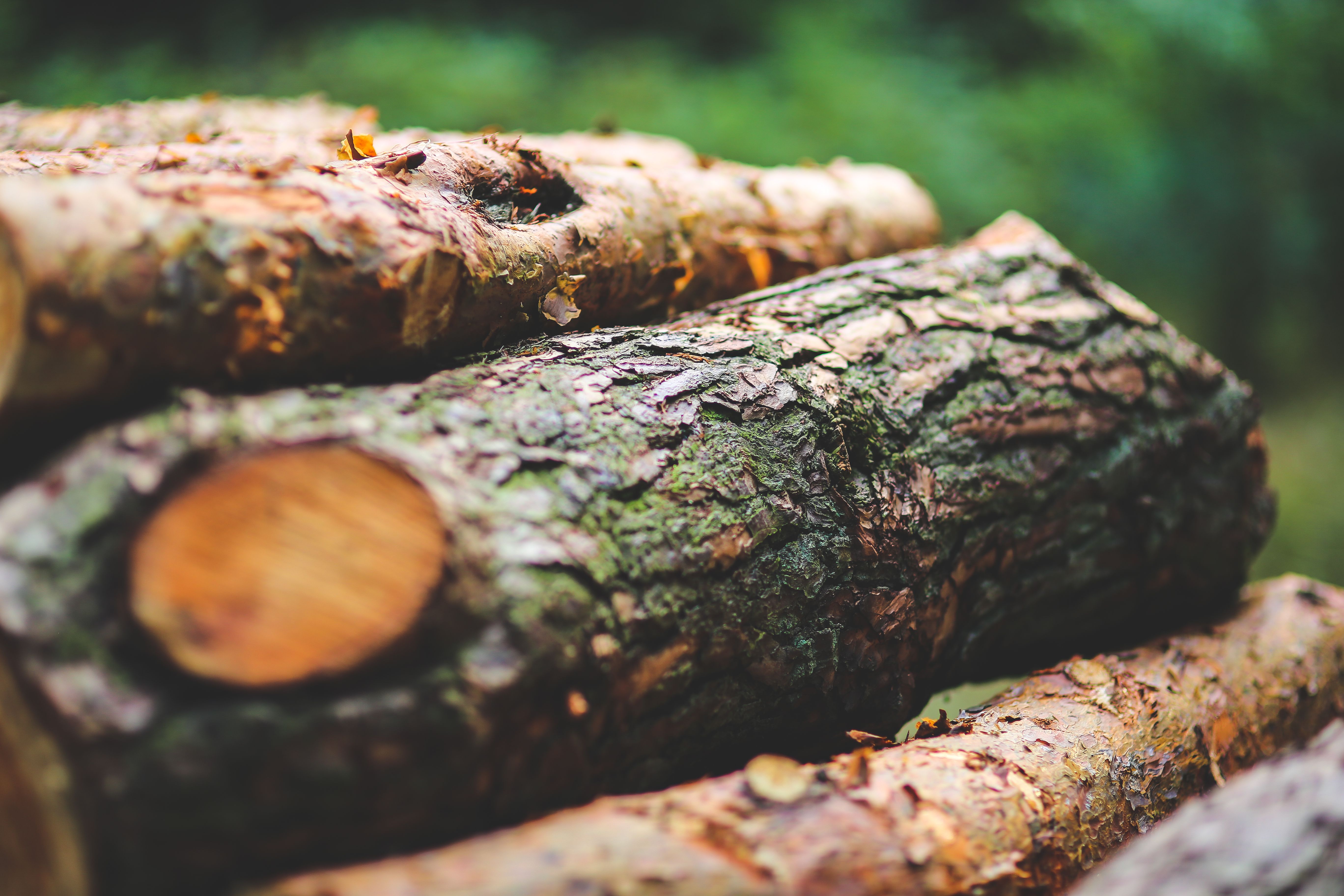wood-nature-forest-tree.jpg?cs=srgb\u002