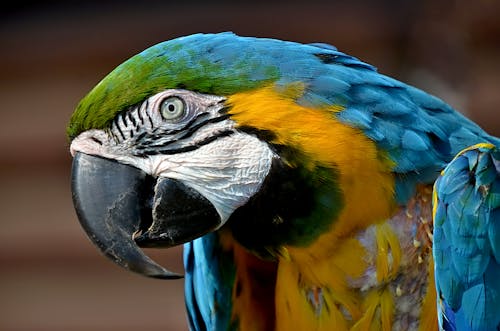 Macro Shot of a Blue and Yellow Macaw