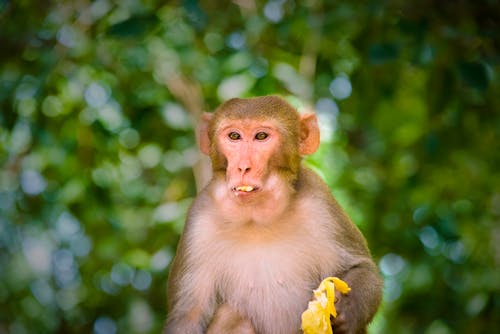 Close-Up Shot of a Macaque