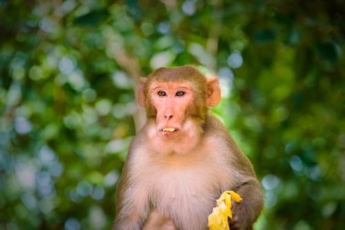 Free Rhesus macaque enjoying fruit amidst lush greenery in Rajahmundry, India. Stock Photo