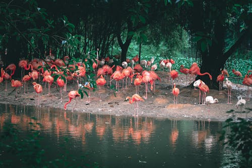 Foto profissional grátis de água, americana, animais selvagens