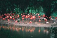 Caribbean flamingos with bright plumage reflecting in rippled pond while standing on terrain against trees in daylight