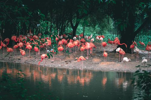 Free Caribbean flamingos with bright plumage reflecting in rippled pond while standing on terrain against trees in daylight Stock Photo