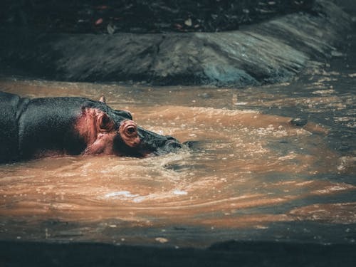 Hippo in puddle against stone surface in zoological garden