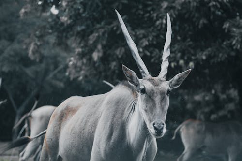 Photos gratuites de allongé, animal, antilope