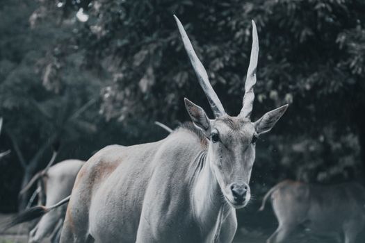 Eland with spiral horns in zoological garden