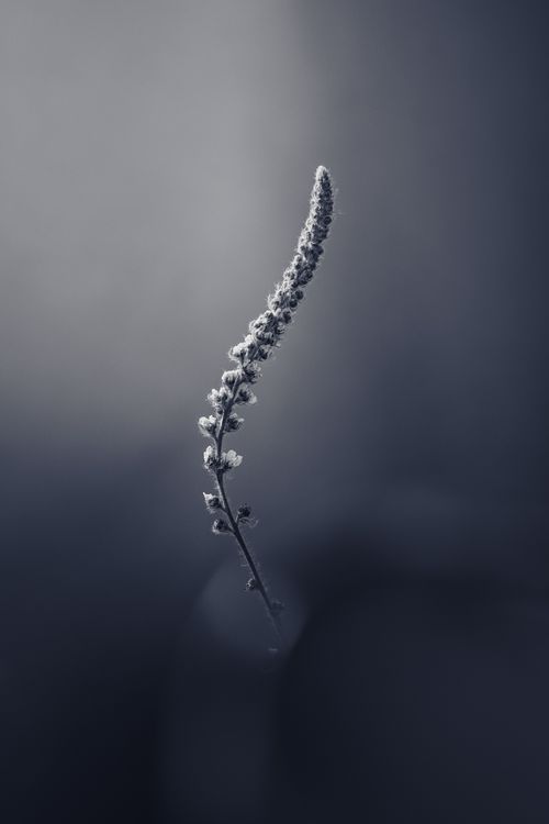 Free Artistic black and white photograph of a single plant stem against a moody background. Stock Photo