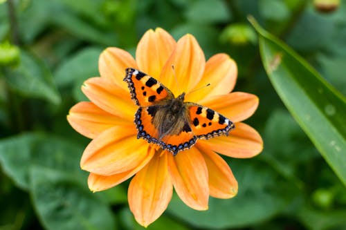Foto profissional grátis de alegre, atraente, borboleta