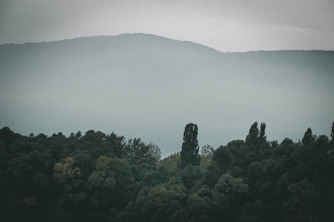 Free Silhouette of Mountain Near Green Trees on a Foggy Day Stock Photo