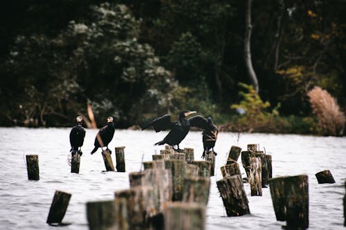 Birds Perched on Wooden Logs on Water