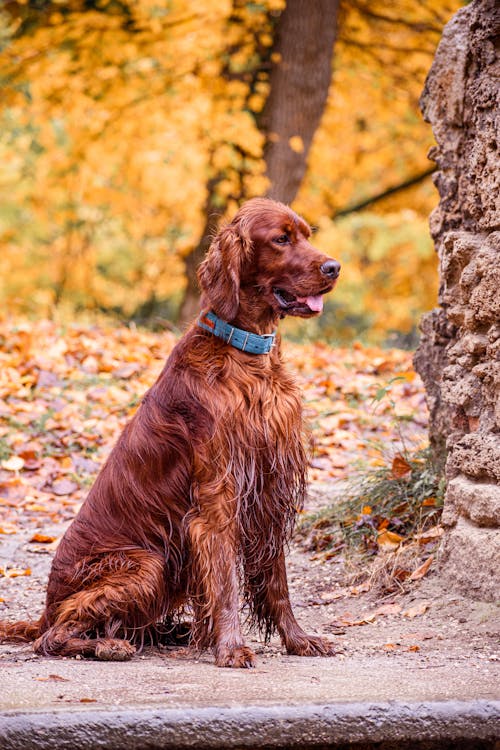Free Brown Dog Sitting Beside Fallen Leaves  Stock Photo