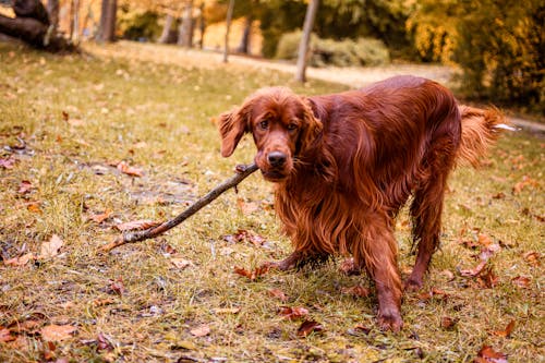 Free Brown Long Coated Dog on Green Grass with Stick on Mouth Stock Photo