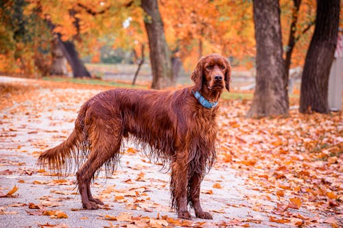 Free Brown Long Coated Dog on Brown Dried Leaves Stock Photo