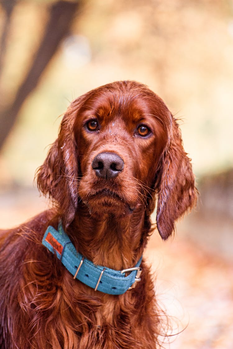 Close-Up Shot Of An Irish Setter Dog