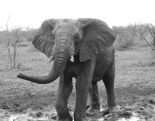 Grayscale Photo of an Elephant