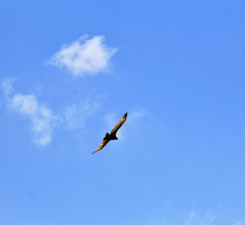 Fotos de stock gratuitas de África, águila, alta altitud