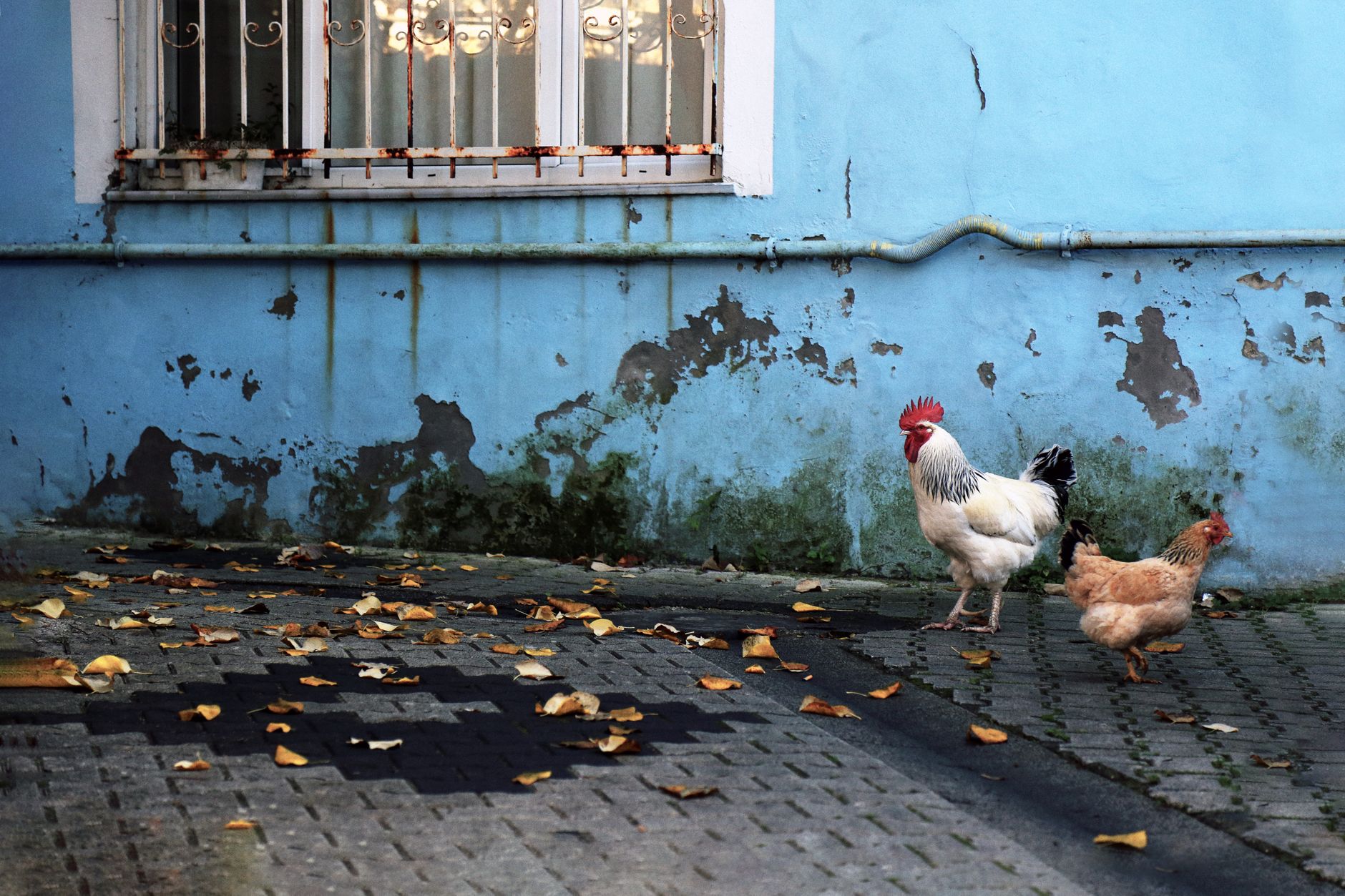 A rooster and hen walking on a leaf-strewn pavement beside a weathered blue wall.