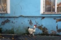 A Rooster on a Pavement