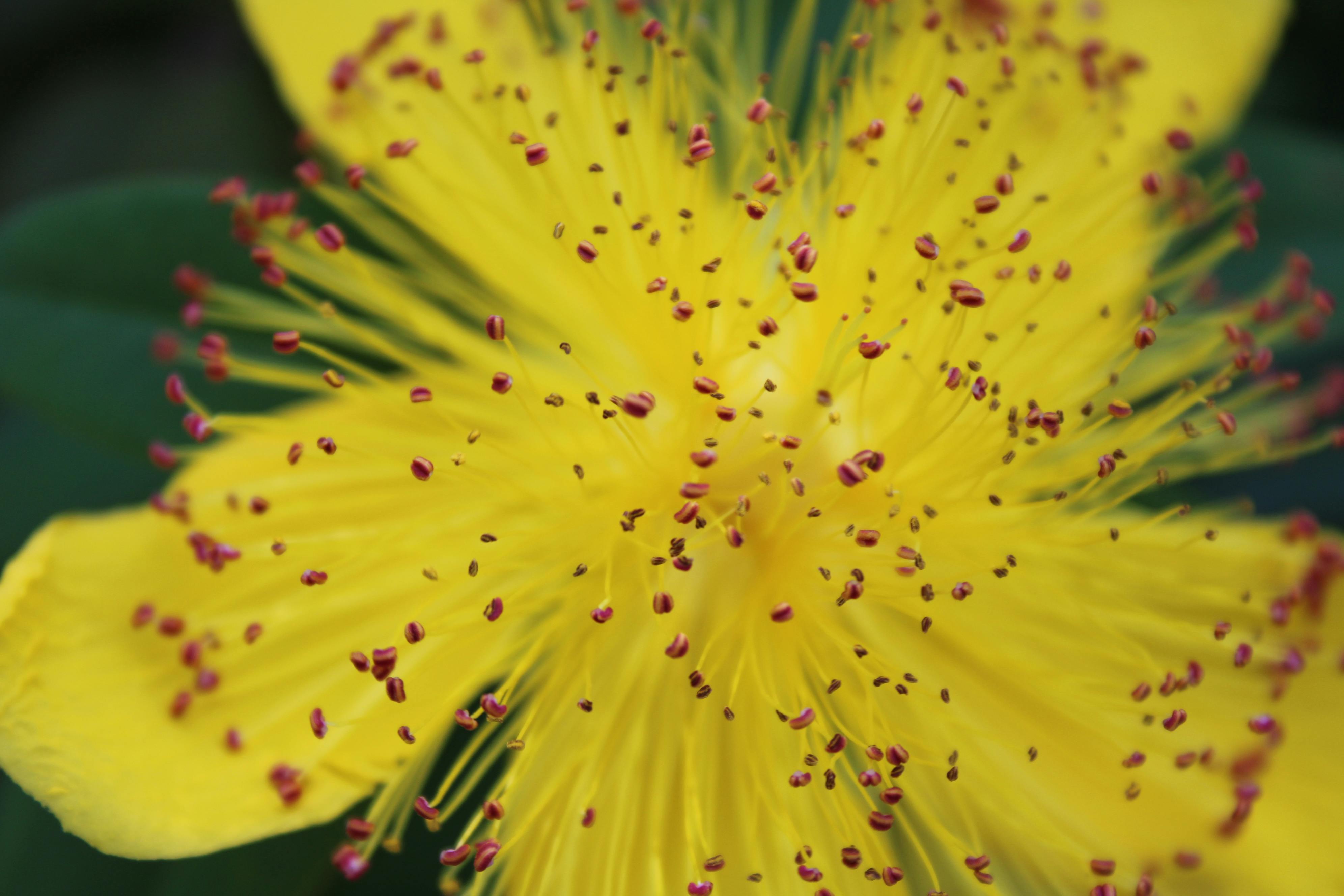 Unlocking Nature's Secrets: The Power of Gaia Herbs St John's Wort for Emotional Well-Being