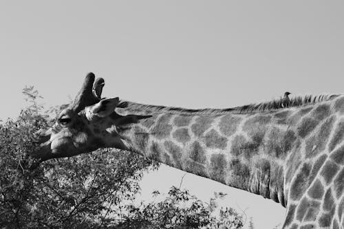 Fotos de stock gratuitas de alto, animales en la naturaleza, fauna africana