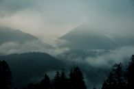 Green Trees on Mountain