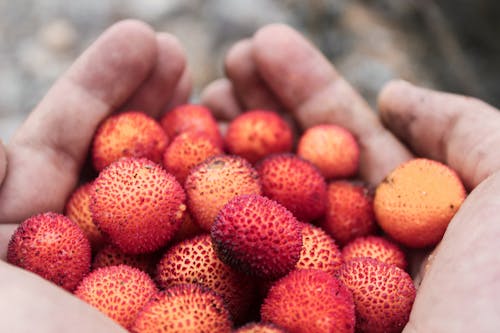 Close-Up Shot of a Person Holding Fresh Lychees