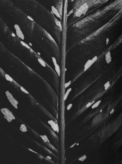 Grayscale Photo of a Leaf