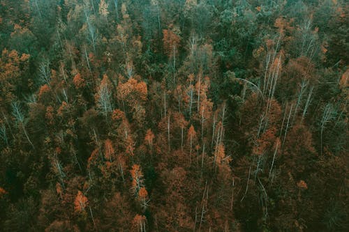 Fotobanka s bezplatnými fotkami na tému fotografia z dronu, jeseň, les