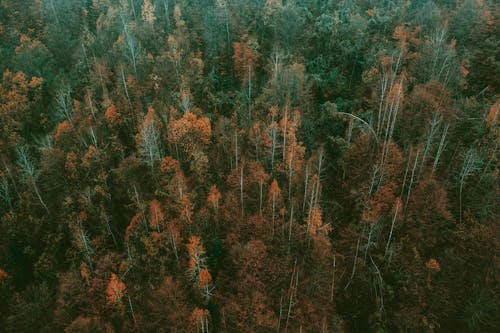 Aerial View of Trees in the Forest