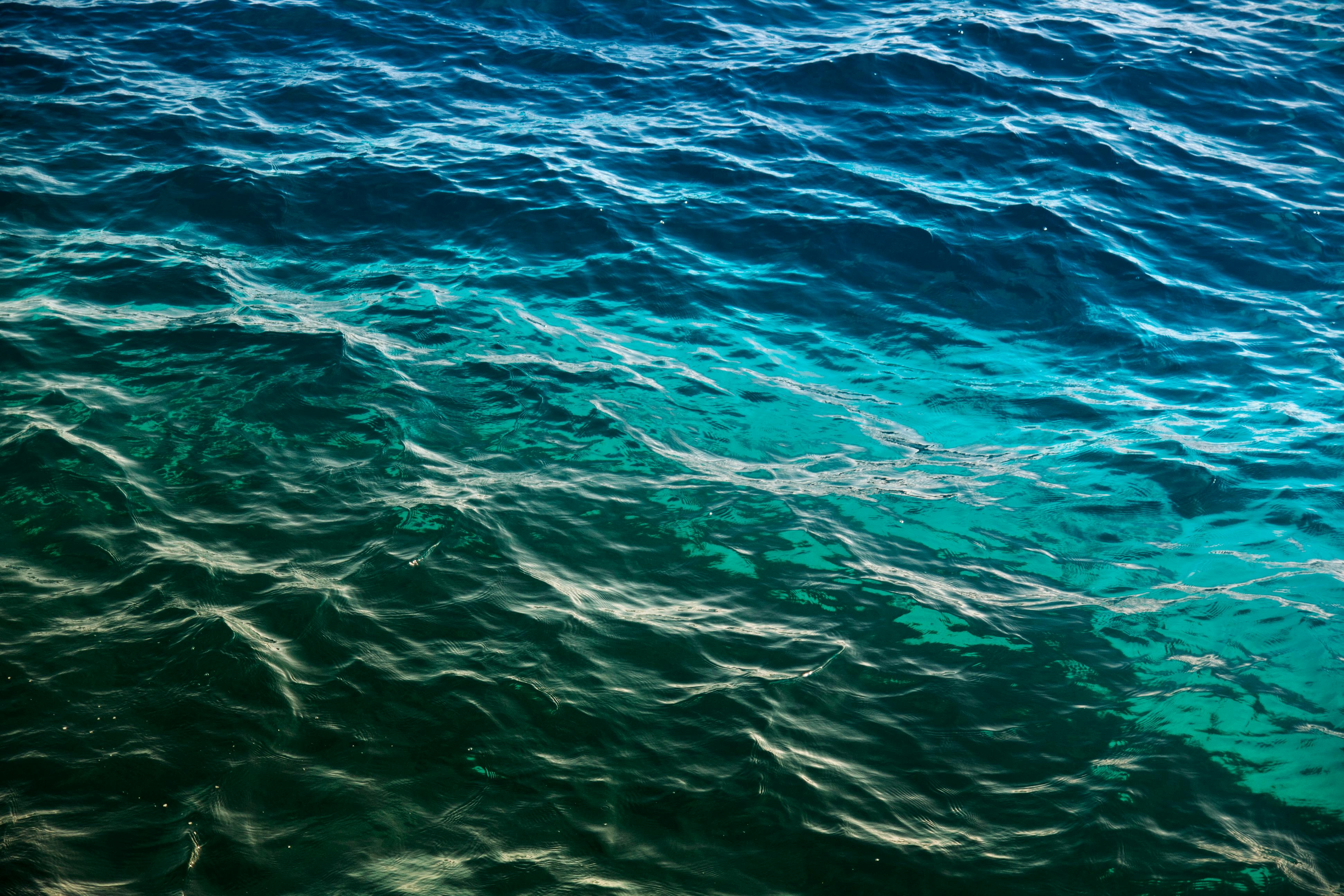 Free stock photo of blue, earth, fish