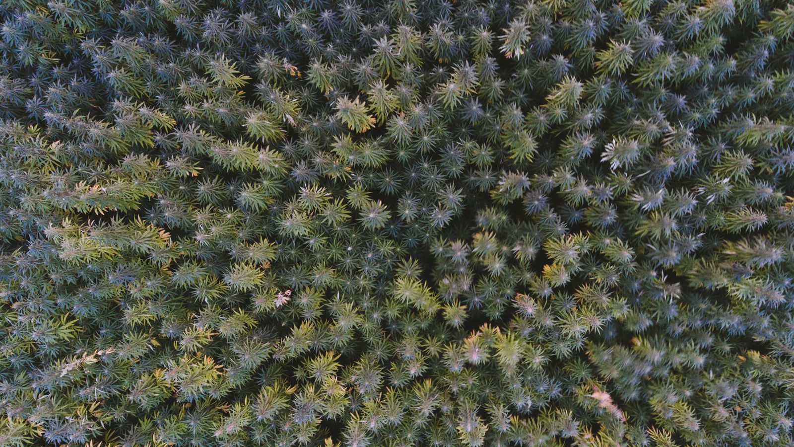 Explore the top-down view of a lush hemp field captured by drone photography.