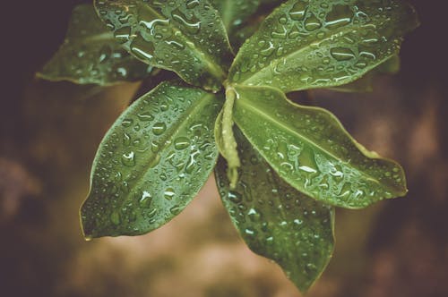 Microshot Fotografie Op Groene Plant