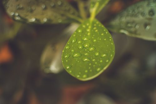 Free Detailed macro image of a green leaf covered in fresh water droplets, showcasing nature's beauty. Stock Photo