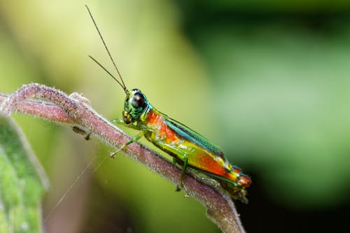 Gratis Foto stok gratis fotografi makro, fotografi serangga, jangkrik Foto Stok