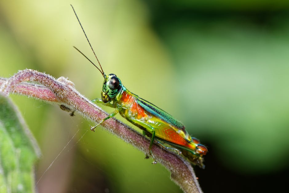 7,000+ Best Cricket Insect Photos · 100% Free Download · Pexels Stock ...