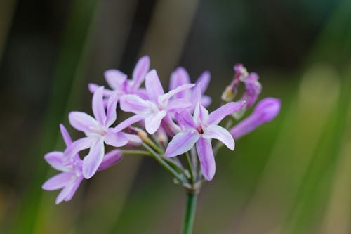 Close-Up Shot of Purple Flowers in Bloom