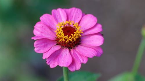 Close-Up Shot of a Purple Zinnia in Bloom